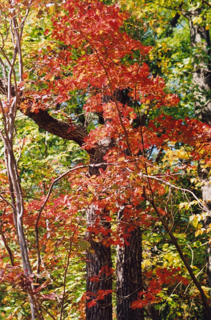 A and M in Shenandoah 3